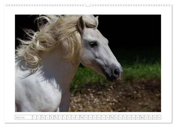 Produktbild: Wei&szlig;e Pferde der Camargue in Bayern (hochwertiger Premium Wandkalender 2026 DIN A2 quer), Kunstdruck in Hochglanz