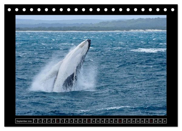 Produktbild: Australia Wildlife (Tischkalender 2026 DIN A5 quer), CALVENDO Monatskalender