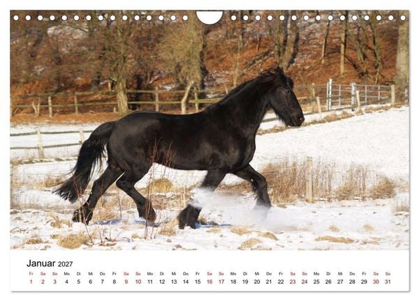 Produktbild: PFERDE - Zwischen Himmel, Erde und Hufschlag (Wandkalender 2027 DIN A4 quer), CALVENDO Monatskalender