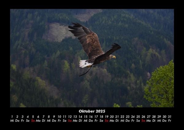 Produktbild: Adler 2025 Fotokalender DIN A3