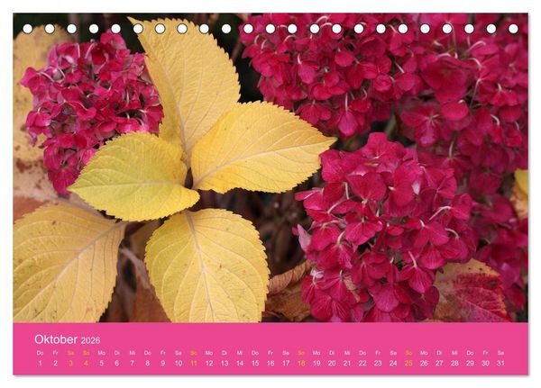 Produktbild: Hortensien Bl&uuml;hen und Vergehen (Tischkalender 2026 DIN A5 quer), CALVENDO Monatskalender