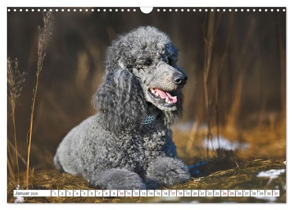 Produktbild: Pudel - Gl&uuml;ck auf vier Pfoten (Wandkalender 2026 DIN A3 quer), CALVENDO Monatskalender