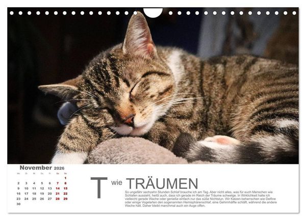 Produktbild: Katzen ABC (Wandkalender 2026 DIN A4 quer), CALVENDO Monatskalender