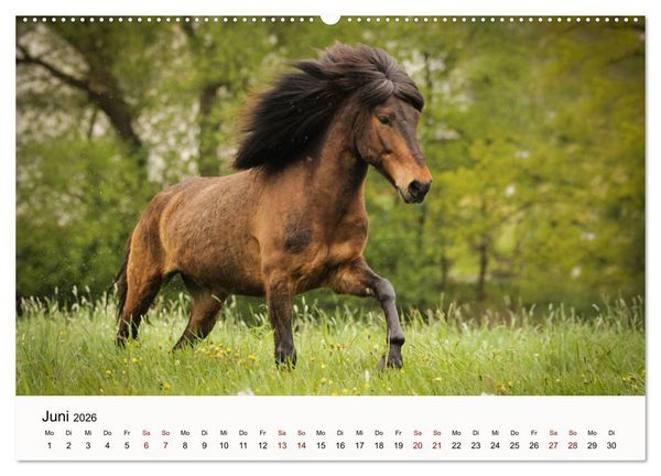Produktbild: Isl&auml;nder - icelandic horses (Wandkalender 2026 DIN A2 quer), CALVENDO Monatskalender