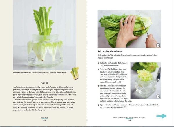 Produktbild: Regrow: Neue Ernte aus Gem&uuml;seresten - Von Avocado bis Zwiebel. Die unkomplizierte Nachzucht aus Samen, Wurzeln, St&auml;ngeln oder Bl&auml;ttern