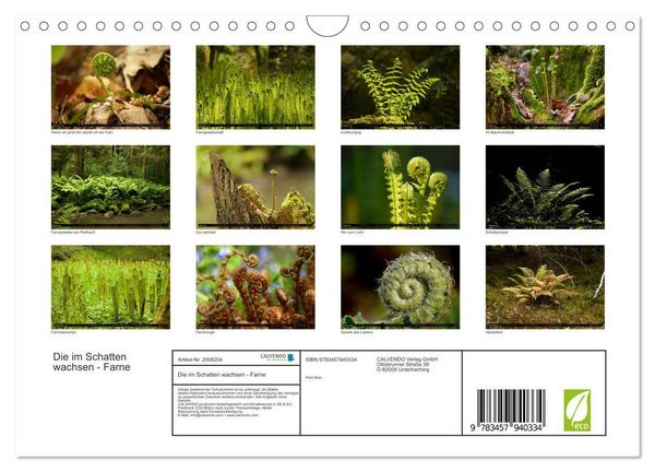 Produktbild: Die im Schatten wachsen - Farne (Wandkalender 2026 DIN A4 quer), CALVENDO Monatskalender