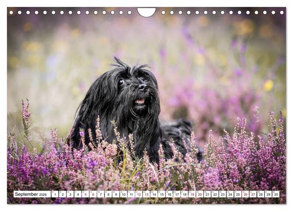 Produktbild: Havaneser - Wirbelwinde aus Kuba (Wandkalender 2026 DIN A4 quer), CALVENDO Monatskalender