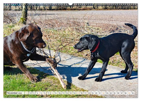 Produktbild: Beste Buddys (hochwertiger Premium Wandkalender 2026 DIN A2 quer), Kunstdruck in Hochglanz