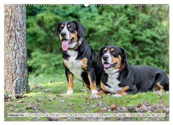 Produktbild: Entlebucher - Temperamentvolle Schweizer Sennenhunde (Wandkalender 2026 DIN A2 quer), CALVENDO Monatskalender