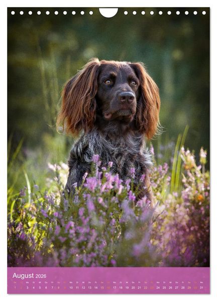 Produktbild: Deutsch Langhaar Butz - Jagdhund mit Passion und Herzblut (Wandkalender 2026 DIN A4 hoch), CALVENDO Monatskalender