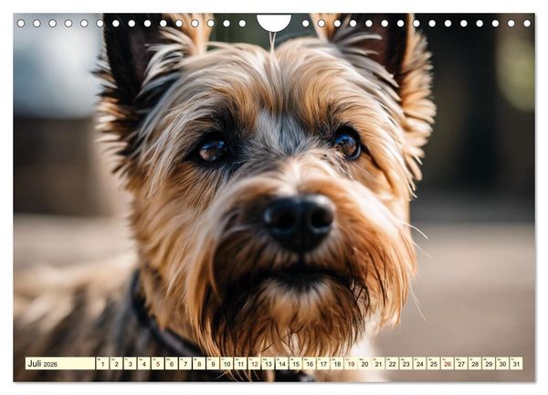Produktbild: Cairn Terrier - lustiges Raubein aus Schottland (Wandkalender 2026 DIN A4 quer), CALVENDO Monatskalender