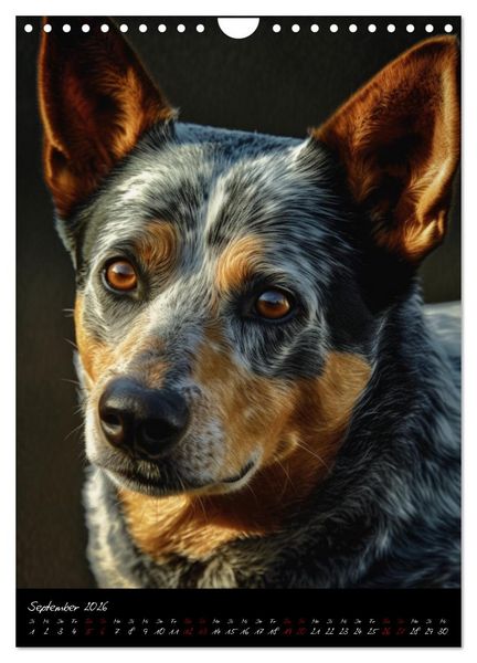 Produktbild: Australian Cattle Dogs (Wandkalender 2026 DIN A4 hoch), CALVENDO Monatskalender
