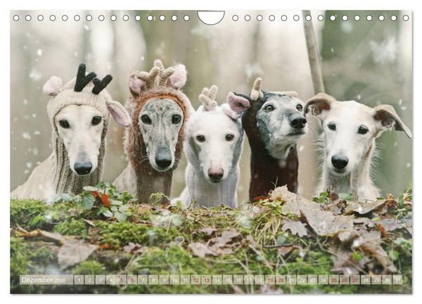 Produktbild: Zauberhafte Windhunde (Wandkalender 2026 DIN A4 quer), CALVENDO Monatskalender