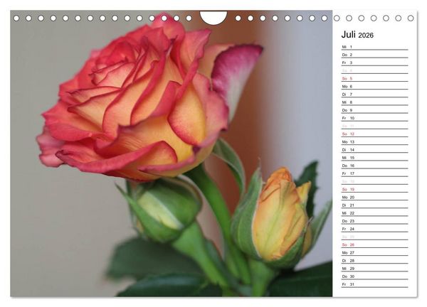 Produktbild: Zauberhafte Rosen (Wandkalender 2026 DIN A4 quer), CALVENDO Monatskalender