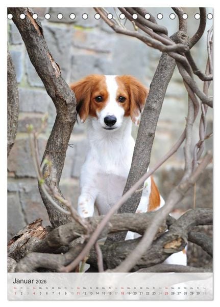 Produktbild: Hundepers&ouml;nlichkeiten (Tischkalender 2026 DIN A5 hoch), CALVENDO Monatskalender