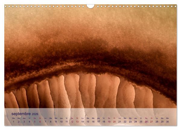 Produktbild: C&oelig;ur de fruits c&oelig;ur de l&eacute;gumes (Calendrier mural 2026 DIN A3 vertical), CALVENDO calendrier mensuel