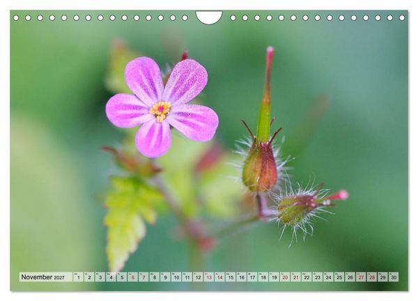 Produktbild: Wenn Bl&uuml;ten tr&auml;umen tanzt das Licht (Wandkalender 2027 DIN A4 quer), CALVENDO Monatskalender