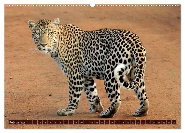 Produktbild: Afrikas wilde Sch&ouml;nheiten (Wandkalender 2026 DIN A2 quer), CALVENDO Monatskalender