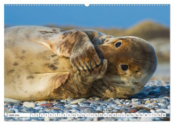 Produktbild: Kegelrobben hautnah (hochwertiger Premium Wandkalender 2026 DIN A2 quer), Kunstdruck in Hochglanz