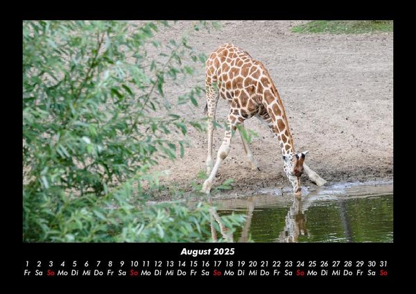 Produktbild: Giraffen 2025 Fotokalender DIN A3