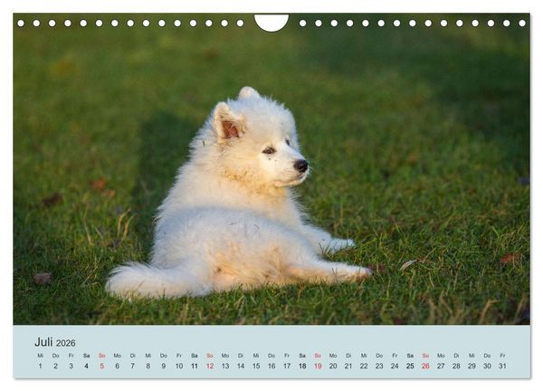 Produktbild: Samojeden - Liebenswerte Fellkugeln (Wandkalender 2026 DIN A4 quer), CALVENDO Monatskalender