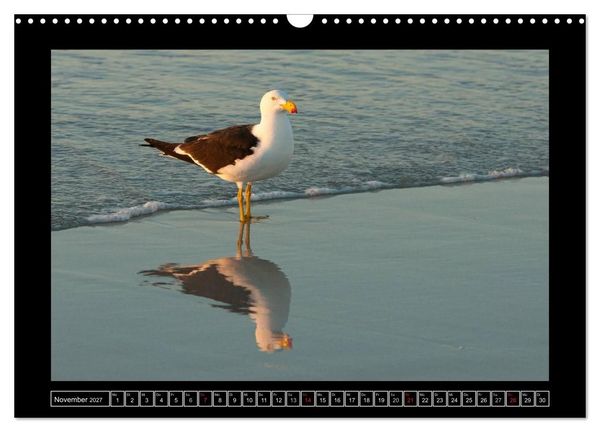Produktbild: V&ouml;gel von "Down Under" Australien (Wandkalender 2027 DIN A3 quer), CALVENDO Monatskalender