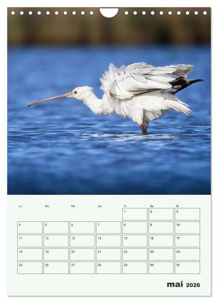 Produktbild: Le monde intime des oiseaux (Calendrier mural 2026 DIN A4 horizontal), CALVENDO calendrier mensuel