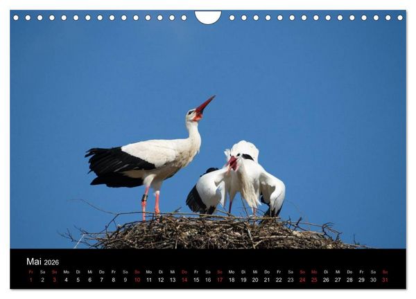 Produktbild: Ein Jahr bei den St&ouml;rchen (Wandkalender 2026 DIN A4 quer), CALVENDO Monatskalender