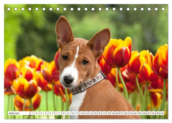 Produktbild: Wunderbare Basenji Welpenzeit (Tischkalender 2026 DIN A5 quer), CALVENDO Monatskalender