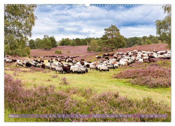 Produktbild: Im Bl&uuml;tenrausch der L&uuml;neburger Heide (Wandkalender 2026 DIN A2 quer), CALVENDO Monatskalender