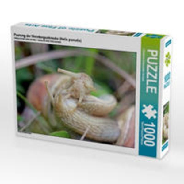 CALVENDO Puzzle Paarung der Weinbergschnecke (Helix pomatia) 1000 Teile Lege-Größe 64 x 48 cm Foto-Puzzle Bild von Christine Schmutzler-Schaub
