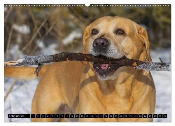 Produktbild: Labrador Retriever - ein Herz auf 4 Pfoten (hochwertiger Premium Wandkalender 2026 DIN A2 quer), Kunstdruck in Hochglanz