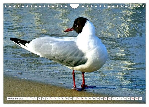 Produktbild: Lachm&ouml;wen an der Ostsee (Wandkalender 2026 DIN A4 quer), CALVENDO Monatskalender