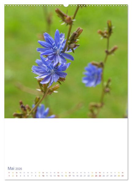 Produktbild: Sch&ouml;ne Wegwarten. Heimische Heilpflanzen am Wegesrand (Wandkalender 2026 DIN A2 hoch), CALVENDO Monatskalender