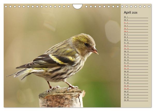 Produktbild: Erlenzeisige (Wandkalender 2026 DIN A4 quer), CALVENDO Monatskalender