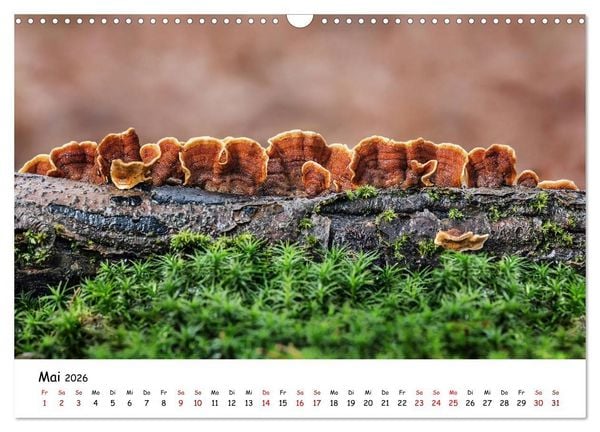 Produktbild: Pilzgalerie - Die bunte Welt der Baumpilze (Wandkalender 2026 DIN A3 quer), CALVENDO Monatskalender