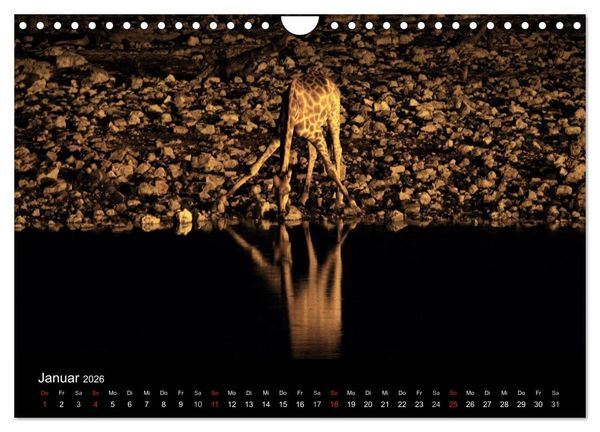 Produktbild: Giraffen &ndash; Faszination der Wildnis (Wandkalender 2026 DIN A4 quer), CALVENDO Monatskalender