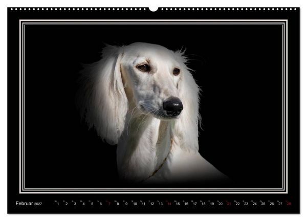 Produktbild: Saluki 2027 (hochwertiger Premium Wandkalender 2027 DIN A2 quer), Kunstdruck in Hochglanz
