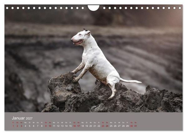 Produktbild: Fantastische Bullterrier - Sieger im Herzen (Wandkalender 2027 DIN A4 quer), CALVENDO Monatskalender
