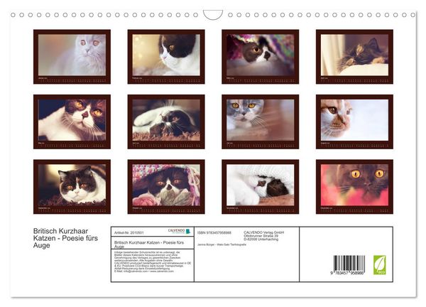 Produktbild: Britisch Kurzhaar Katzen - Poesie f&uuml;rs Auge (Wandkalender 2026 DIN A3 quer), CALVENDO Monatskalender