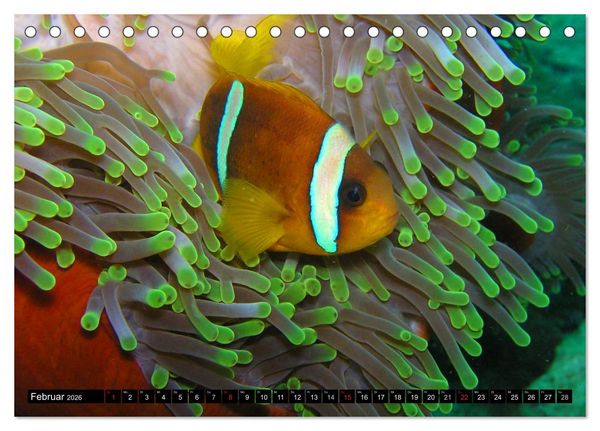 Produktbild: Fische und Meerestiere (Tischkalender 2026 DIN A5 quer), CALVENDO Monatskalender