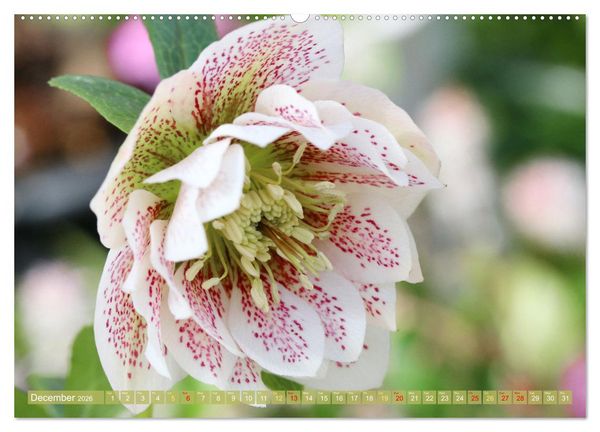 Produktbild: A Flower Festival (High Quality Premium Wall Calendar 2026 DIN A2 landscape),CALVENDO 12 Month Wall Calendar