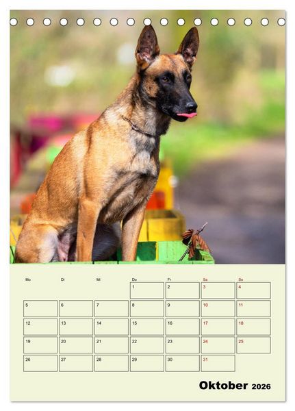 Produktbild: Malinois verl&auml;ssliche Begleiter (Tischkalender 2026 DIN A5 hoch), CALVENDO Monatskalender