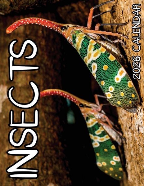 Produktbild: Insects 2026 Calendar