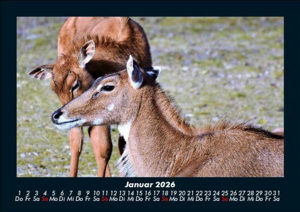 Produktbild: Der Tierkalender 2026 Fotokalender DIN A5