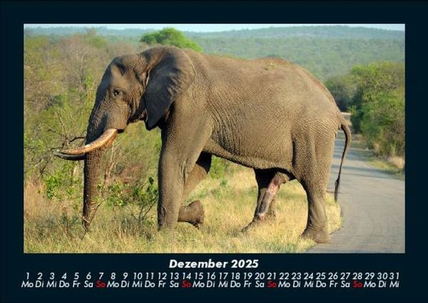 Produktbild: Der Elefantenkalender 2025 Fotokalender DIN A5