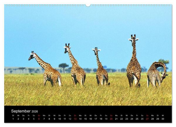 Produktbild: GIRAFFEN - Liebliche Riesen der afrikanischen Savanne (Wandkalender 2026 DIN A2 quer), CALVENDO Monatskalender