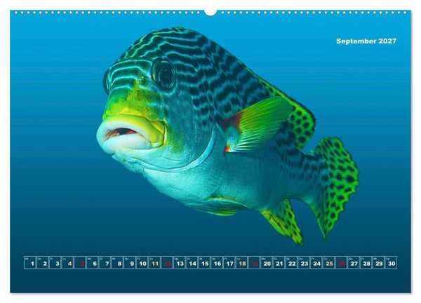 Produktbild: Unterwasser-Galerie (hochwertiger Premium Wandkalender 2027 DIN A2 quer), Kunstdruck in Hochglanz