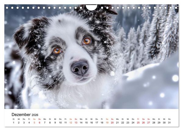 Produktbild: Border Collies H&uuml;teprofis (Wandkalender 2026 DIN A4 quer), CALVENDO Monatskalender