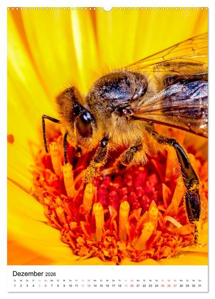 Produktbild: BIENEN - Kleine N&uuml;tzlinge ganz nah (Wandkalender 2026 DIN A2 hoch), CALVENDO Monatskalender